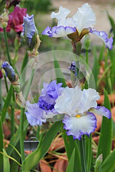 Iris Garden Series -White with Blue Rim bearded iris Revere