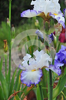 Iris Garden Series -White with Blue Rim bearded iris Revere