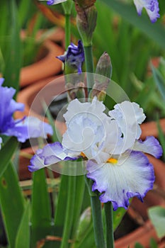 Iris Garden Series -White with Blue Rim bearded iris Revere