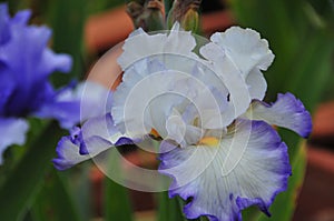 Iris Garden Series -White with Blue Rim bearded iris Revere