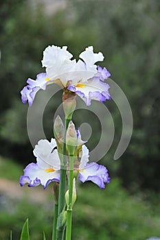 Iris Garden Series -White with Blue Rim bearded iris Revere