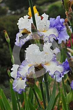 Iris Garden Series - White with Blue Rim bearded iris Revere