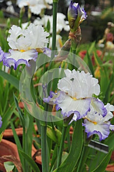 Iris Garden Series - White with Blue Rim bearded iris Revere