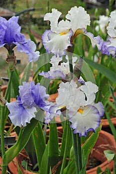 Iris Garden Series - White with Blue Rim bearded iris Revere