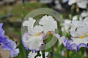 Iris Garden Series - White with Blue Rim bearded iris Revere