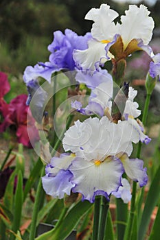 Iris Garden Series - White with Blue Rim bearded iris Revere