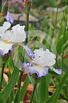 Iris Garden Series - White with Blue Rim bearded iris Revere