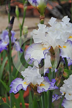 Iris Garden Series - White with Blue Rim bearded iris Revere