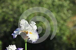 Iris Garden Series - White with Blue Rim bearded iris Revere