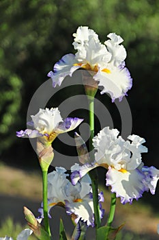 Iris Garden Series - White with Blue Rim bearded iris Revere