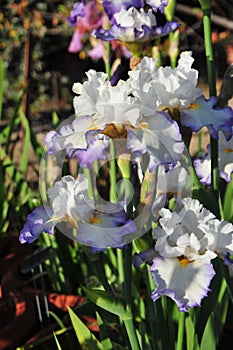 Iris Garden Series - White with Blue Rim bearded iris Revere