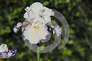 Iris Garden Series - White with Blue Rim bearded iris Revere