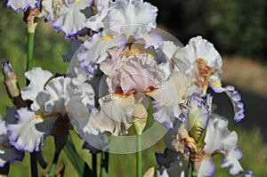 Iris Garden Series - White with Blue Rim bearded iris Revere