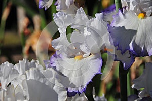 Iris Garden Series - White with Blue Rim bearded iris Revere