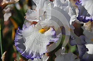 Iris Garden Series - White with Blue Rim bearded iris Revere