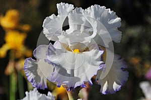 Iris Garden Series - White with Blue Rim bearded iris Revere