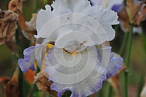 Iris Garden Series - White with Blue Rim bearded iris Revere