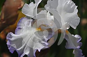 Iris Garden Series - White with Blue Rim bearded iris Revere