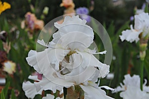 Iris Garden Series - White space age bearded iris Free Space