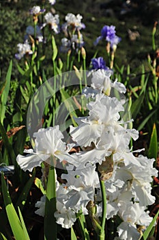 Iris Garden Series - White space age bearded iris Free Space