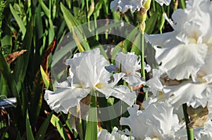 Iris Garden Series - White space age bearded iris Free Space
