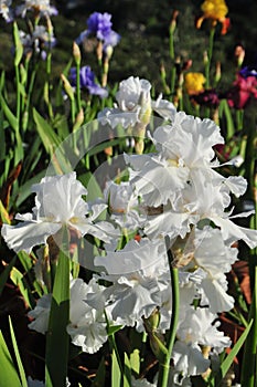 Iris Garden Series - White space age bearded iris Free Space