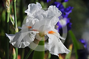 Iris Garden Series - White space age bearded iris Lurid