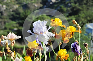 Iris Garden Series â€“ Icy lavender space age bearded iris Innocent Devil