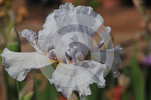 Iris Garden Series â€“ Icy lavender space age bearded iris Innocent Devil