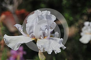 Iris Garden Series â€“ Icy lavender space age bearded iris Innocent Devil