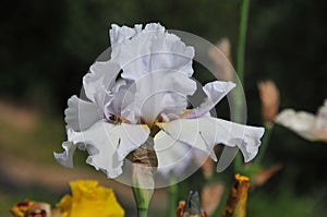 Iris Garden Series â€“ Icy lavender space age bearded iris Innocent Devil