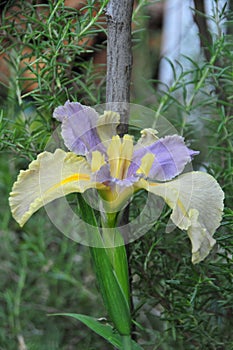 Iris Garden Series â€“ Pastel colored Louisiana Iris Easter Tide