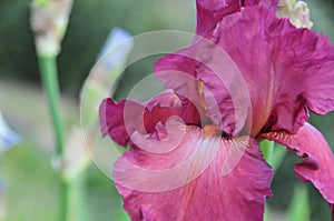 Iris Garden Series â€“ Red bearded iris Lady Friend