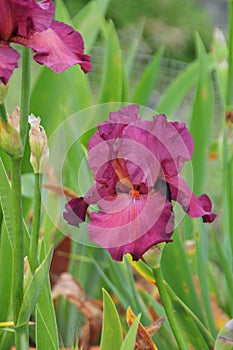 Iris Garden Series â€“ Red bearded iris Lady Friend