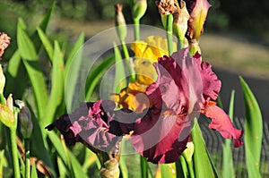 Iris Garden Series â€“ Red bearded iris Lady Friend