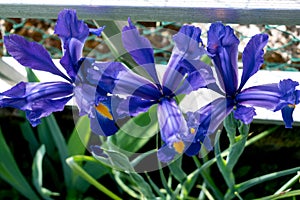 Iris in a garden, spring flower, iridaceae