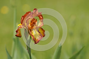 Iris genial, flower Iris hybrida