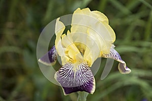 Iris genial Iris hybrida flower