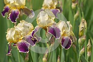 Iris genial Iris hybrida flowers in garden, spring photo