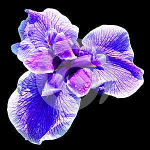 Iris is a genus of about 260–300 species of flowering plants