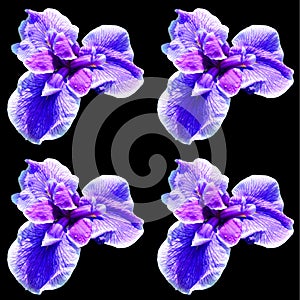 Iris is a genus of about 260–300 species of flowering plants howy flowers