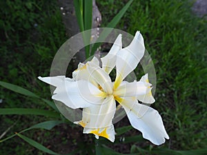 Iris is a genus of perennial rhizome plants of the Iris family. An ornamental herb with large bright flowers. Graceful