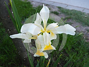 Iris is a genus of perennial rhizome plants of the Iris family. An ornamental herb with large bright flowers. Graceful