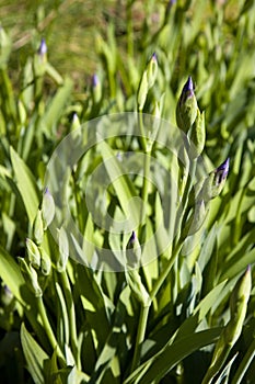 Iris germanica photo