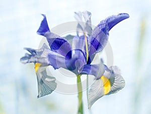 Iris Germanica