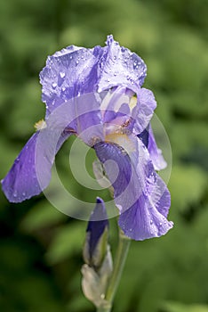 Iris germanica