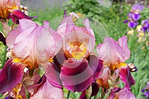Iris Germanica Ambassadeur bearded iris flower with dark velvety-maroon bloom