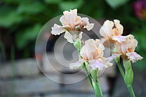 Iris Germanica or Bearded iris