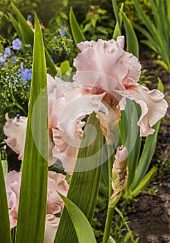 Iris germanica `Beverly Sills photo