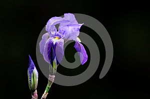 Iris germanica, blue wild flower.